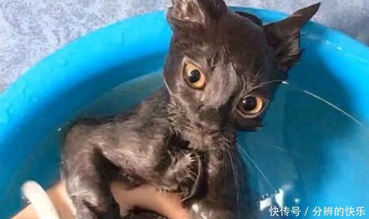 主人|主人给大肥猫洗澡,猫咪瞬间变成大老鼠,网友:缩水严重,退货