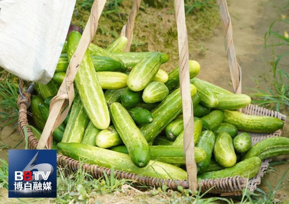 滋味|博白黄瓜皮、白粥，夏日酸爽好滋味！