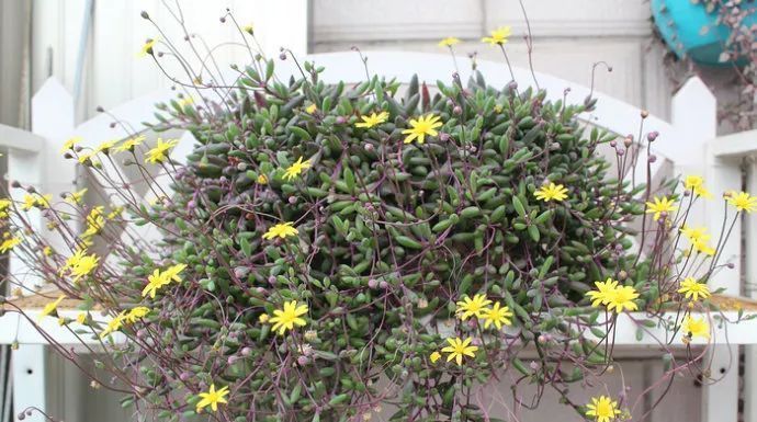 美爆|这种多肉吊起来养,所谓像一串串葡萄一样,美爆了