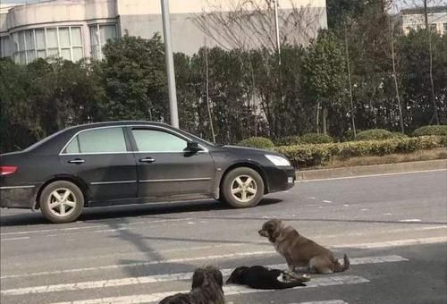  算不算|开车撞了小狗，扬长而去算不算肇事逃逸？看完你就知道了