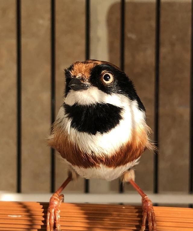  小熊猫|鸟界中的“国宝”！这样的小熊猫你见过吗？