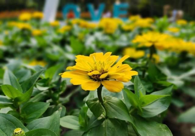  时代|iQOO Z1x评测：5000mAh超大电池，5G时代的续航小钢炮