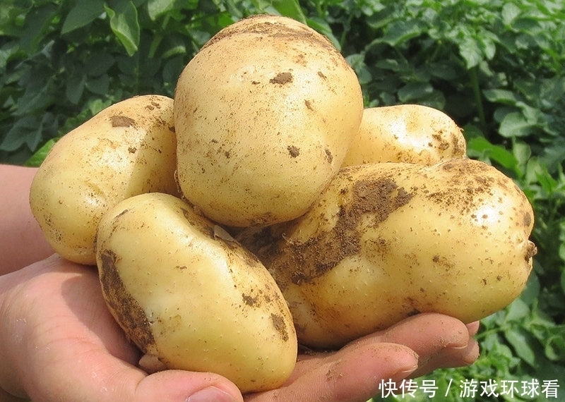  菜农|土豆挑选有技巧，菜农教你两招，挑出好土豆