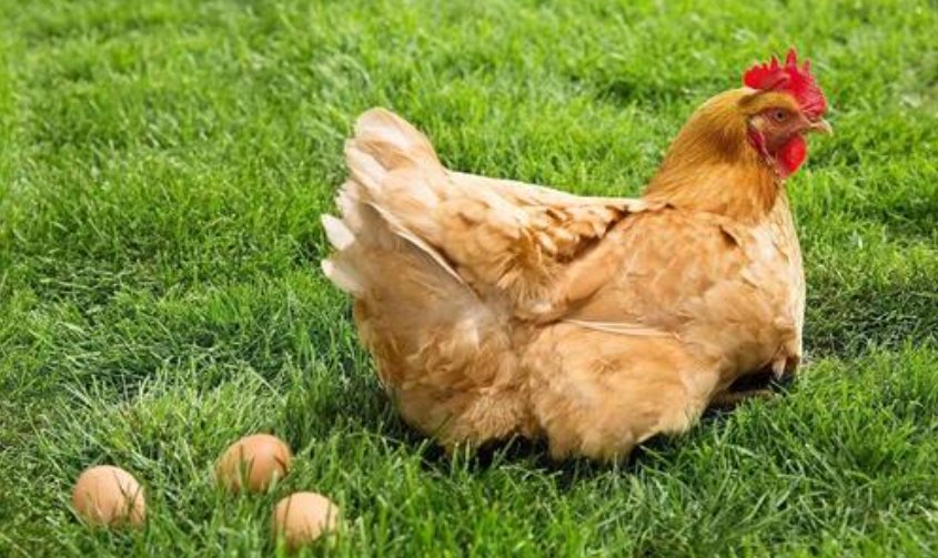 发出|下完蛋的母鸡为什么会发出叫声?这样做不会引来天敌吗?