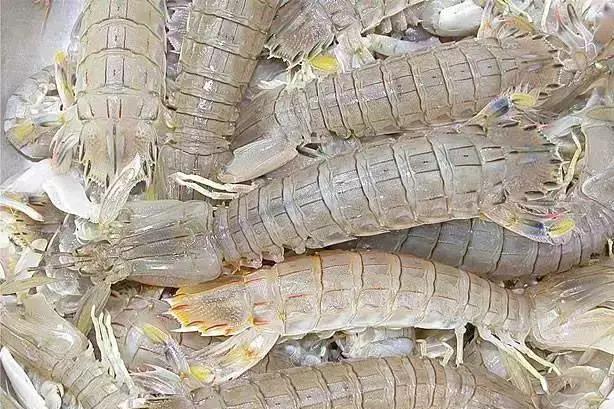 皮皮虾|买了一斤65的皮皮虾菜，全熟了吃还是不吃