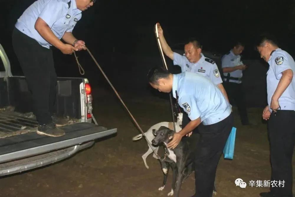 抓获|深夜！“细狗撵兔”进行赌博，田地里抓获31人！【辛集热门】