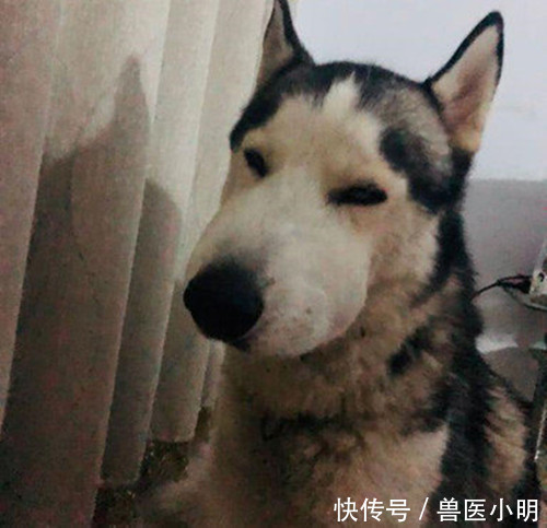 二哈|半夜听到二哈哼哼唧唧,开灯一看以为开了啥特效:睡意顿时没了