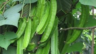  预防|女人想要老得慢，脸上少点皱纹，3种蔬菜，能预防皱纹，抗衰老