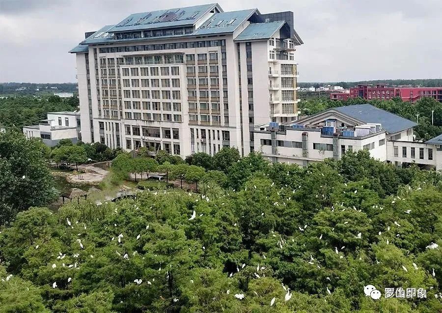  新区杜堰河|罗山鹭林湿地近日遭人砍伐