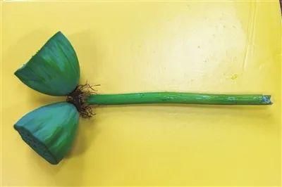  网红|“网红”并蒂莲被摘，网友：这是无法复制的十万分之一