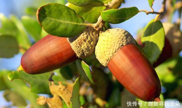 超级|小时候树林堆成山的“野果”,做豆腐超级美味,现在城里人排队买