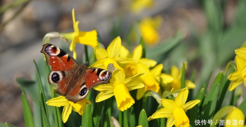 走运|这4大生肖的人要走运了!八月好运连绵不断,爱情事业金钱都到来