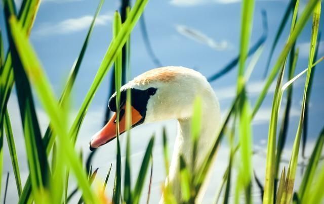  啃着|人生就像啃鹅头：啃着啃着，就有了高潮