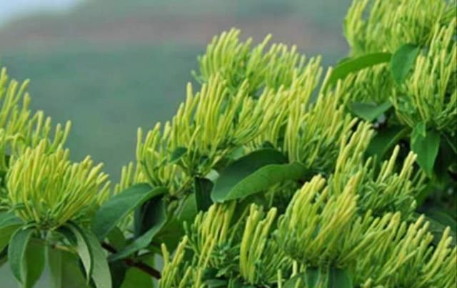  荒山|荒山只能退耕还林？农民返乡就业想发家致富，种植点啥？