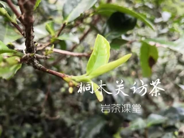 武夷山|同样都是红茶，那金骏眉、银骏眉、小赤甘、大赤甘有什么区别呢？