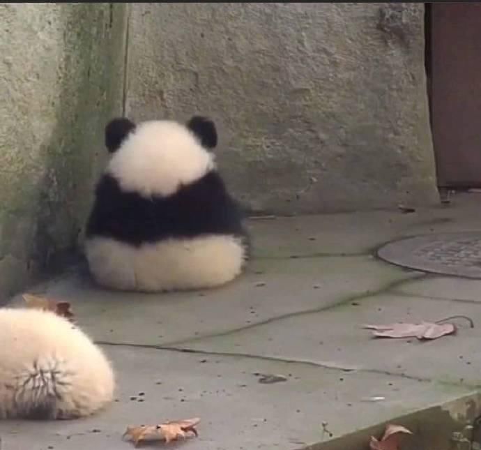  爬树|饲养员不让熊猫爬树，国宝背对着以示抗议，一看这姿势萌出一脸血