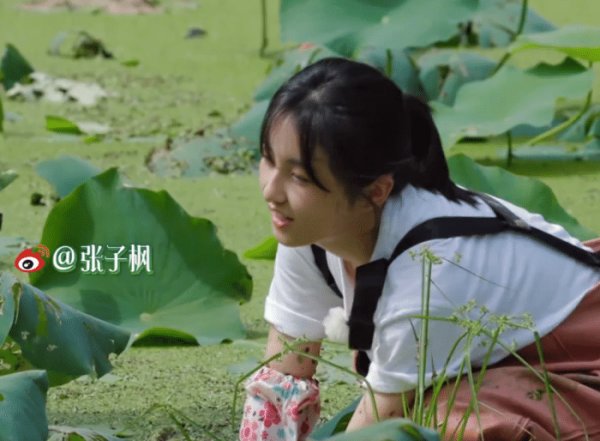  向往|《向往的生活》重大失误：何炅带头挖藕，为节目效果而糟蹋粮食