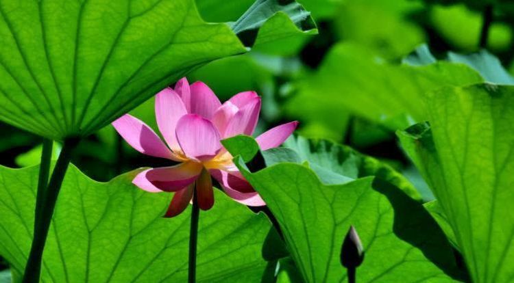  不愁|8月开始财帛如雨，前程似锦，日子有钱不愁的四大生肖