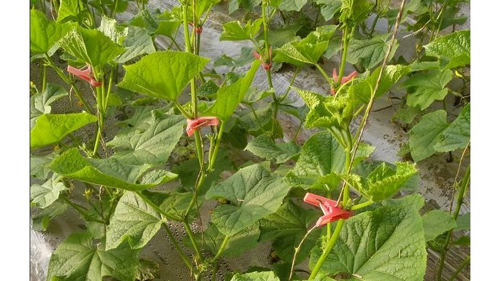  秋延|高温季温室秋延茬黄瓜瓜秧徒长结瓜少I做好五点防治措施产量翻倍