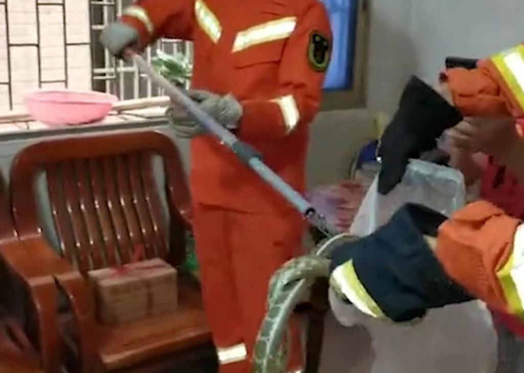  出没|当心！有蛇出没！