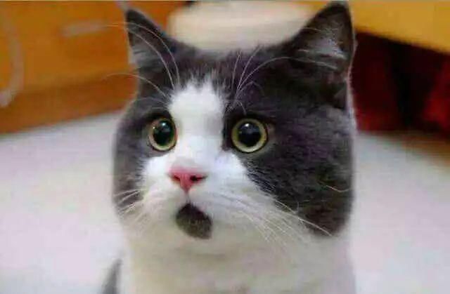  我爱你|一句“我爱你”，十倍返还转账金额，你信吗？