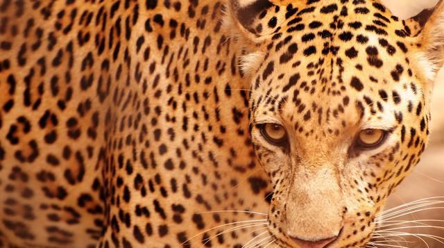 报警|2次起诉离婚,6次报警,却还是没能拦下那把捅向我的屠刀