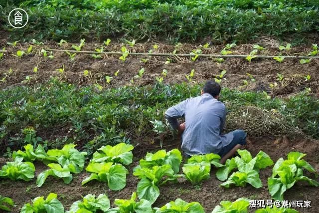 南澳岛|潮汕美食 | 走遍南澳就只为吃上这么一口