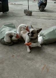 盾牌|搞笑GIF趣图：兄弟，你不如买个盾牌得了，吓成这样