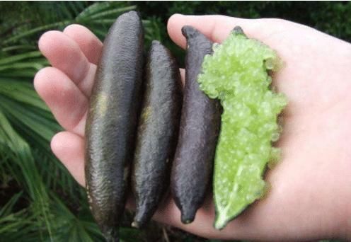 人拿出|吃货拿水果炫富,日本的白草莓,迪拜的黑皮西瓜,中国默默拿出“它”