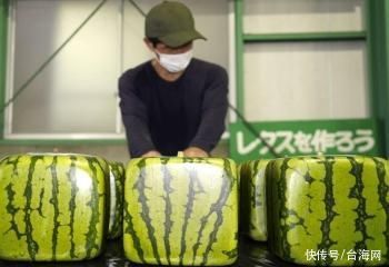 日本开售方形西瓜：不能吃只能观赏 每只卖500元