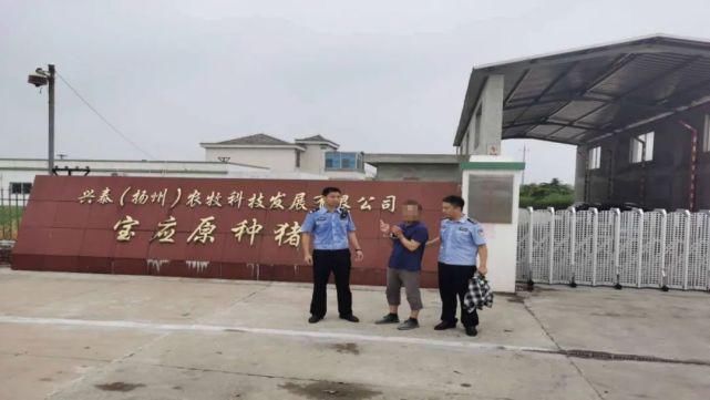 宝应|宝应偷猪“内鬼”现形记