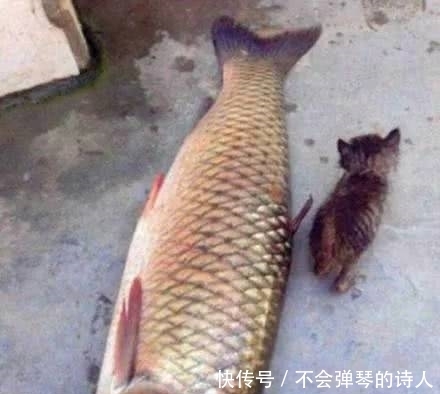 笑话|搞笑图片幽默段子笑话:猫咪,这么大的鱼你吐的下去吗,哈哈哈