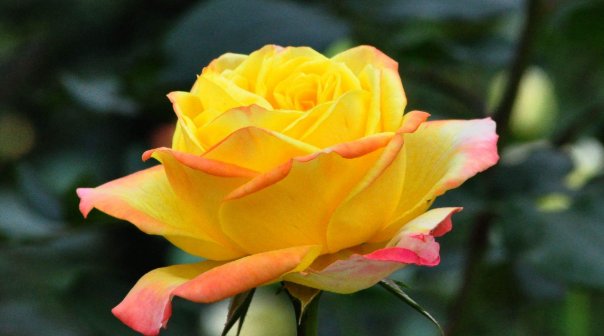 子女|“天生旺夫命”的4生肖女，婚后旺夫旺子女，前提是丈夫要宠她！