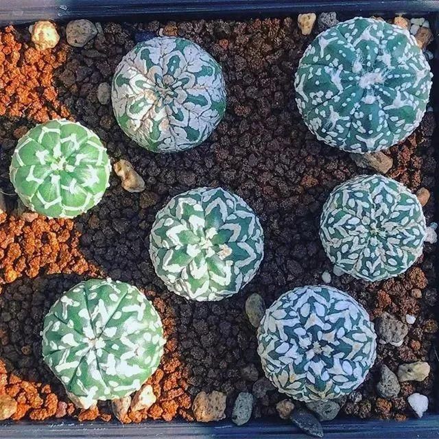  人养|每个人养肉人都应该学会鉴赏“兜”