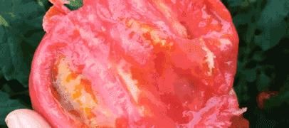  漂亮|做西红柿鸡蛋汤，掌握好勾芡和调味顺序，蛋花漂亮，味道酸甜鲜美