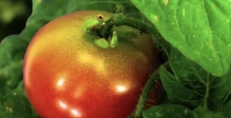 植物|养护植物,吃完的水果别急着扔,留下籽便能种出可爱的植株