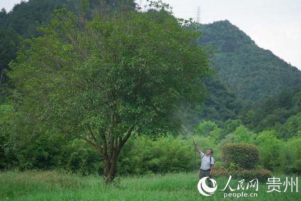 种树|周贞华：从挖煤到种树 从这双手发现守护绿色的秘密