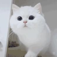  女孩|拍摄者回应编造女孩考上清华