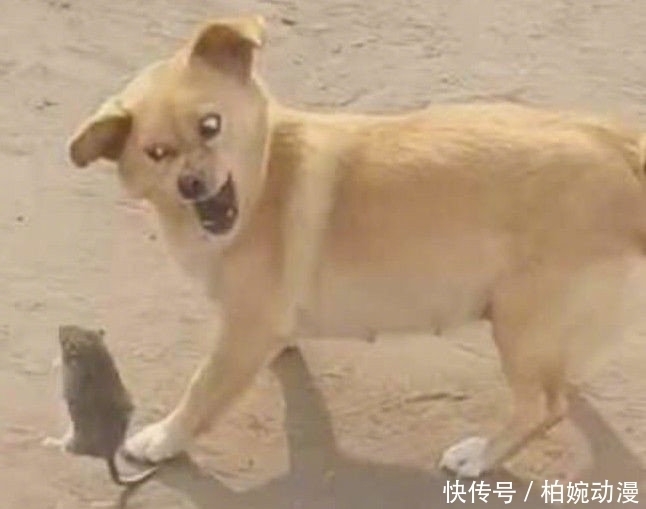 主人|主人第一次带猫坐车出去玩,它的反应哈哈哈