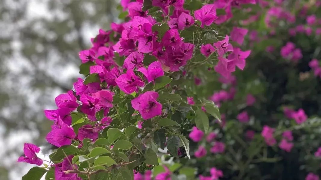  仁寿|仁寿有个村，名字叫“同意”！