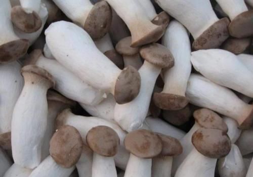  购买|买杏鲍菇时，挑粗的还是挑细的？菜农说漏了嘴，以后别再乱买了