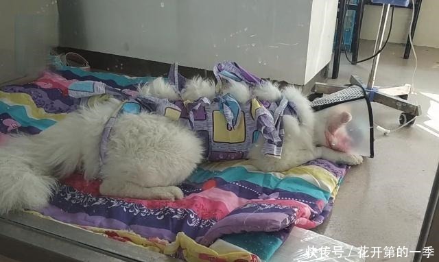  遗弃|狗狗家中拉粑粑 遭主人打爆眼球遗弃 爱心人士凑钱手术