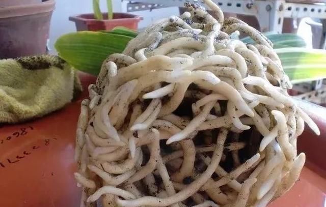 枝头|盆里扔2样东西,养花10年不烂根,叶子油光瓦亮,花苞挂满枝头!