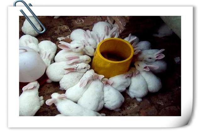 兔子|目前在农村搞养殖,养什么销路好、能赚钱?推荐一些供参考