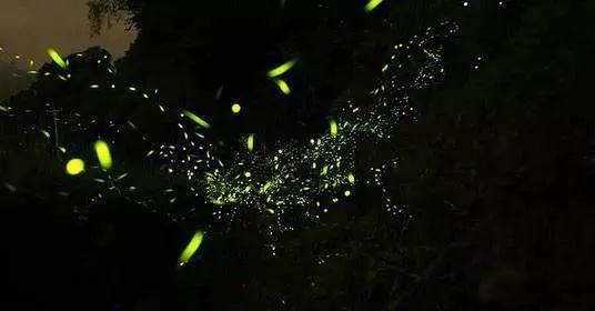  梦幻|超梦幻！西湖边的萤火虫你见过吗？这个地方还有1500亩的萤火虫公园！
