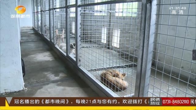 公园|长沙养犬的注意了！延长整治行动两个月，不戴嘴套、遛狗不牵绳…无证养犬直接扣留