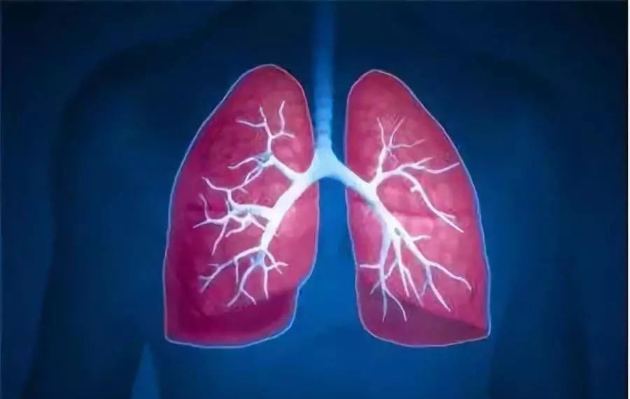 肺细胞|肺的临床生物化学