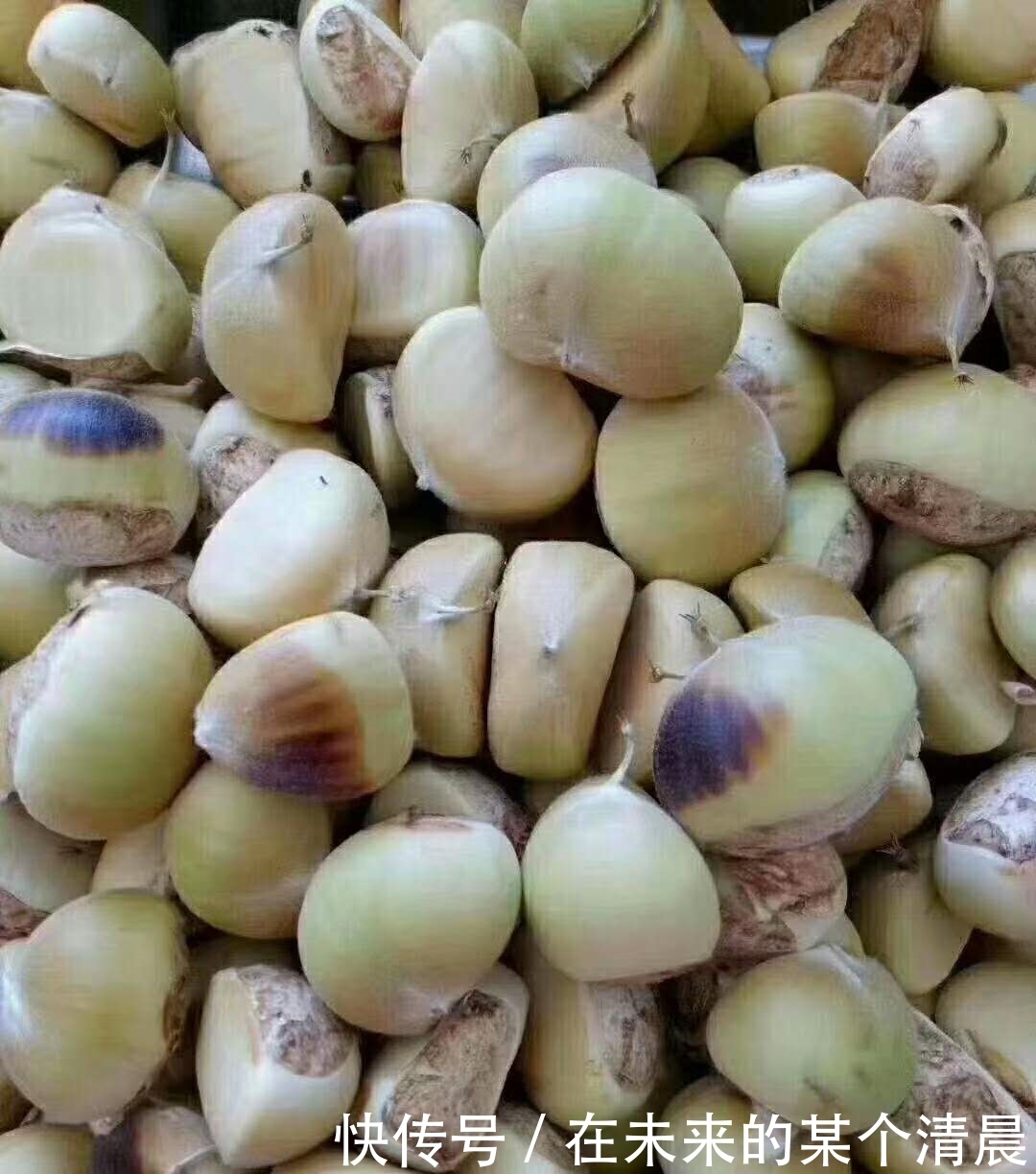 农户|季节性的农作物,农户抢着采收,拿着竹竿打,其实果子青最好吃