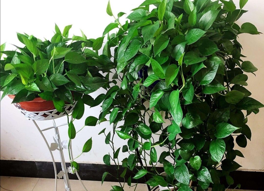 环境|为什么说“一棵绿萝七个鬼”绿萝养在家里到底好不好