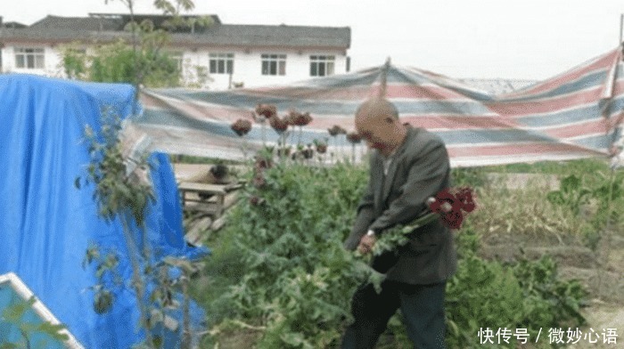 好吃|老汉菜园种328株罂粟,称用叶子炒肉很好吃,民警吃了不上瘾